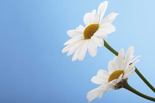 Divorce Solicitors and family law solicitors in Norwich, Norfolk - White flower